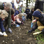 Geen prikkeldraad maar bloembollen