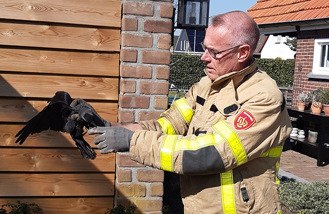 Brandweer Dinxperlo Kauw gered